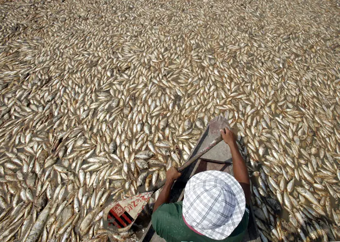 דגים מתים ביערות העד בברזיל