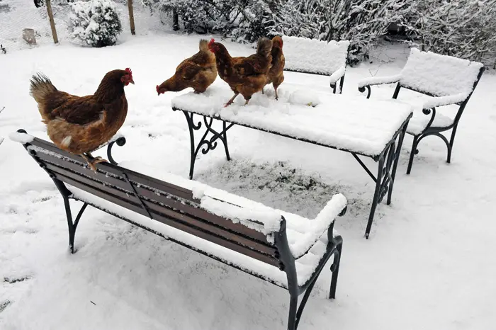 תרנגולות מסתובבות בשלג בצפון אנגליה