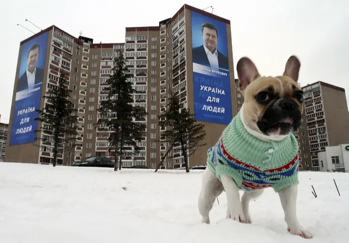 כלב מטייל בשלג ליד שלטי בחירות