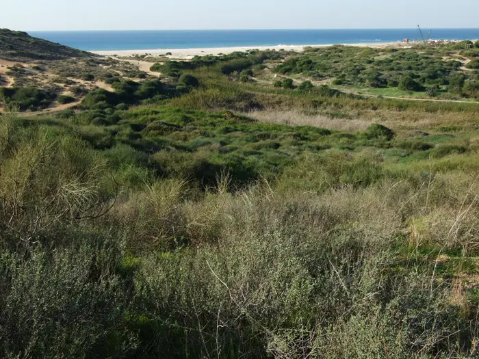 איום על רכס כורכר בשמורת הטבע "שפך הפולג" בשל סלילת כביש מחבר בין העיר נתניה למכון וינגייט