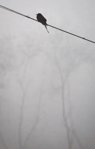 המיזם אמור להתבסס על תשתית הסיבים הקיימת של חברת החשמל, עם השלמה של המקטע עד הבית בפרישה של סיב על קו החשמל העילי