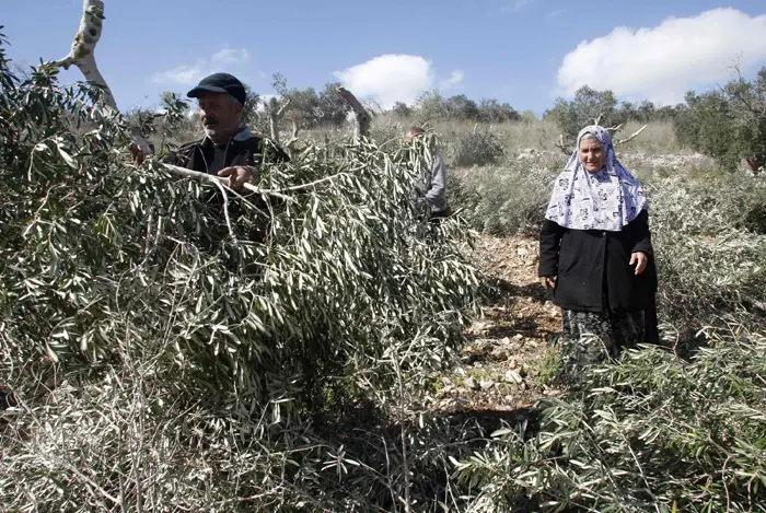 הכביש מונע גישה של פלסטינים לכ-1,500 דונמים של אדמות חקלאיות
