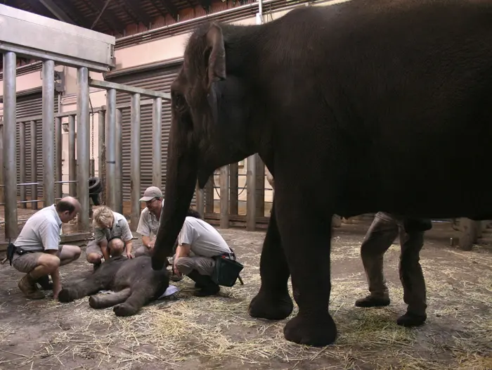 וטרינרים בגן חיות בסידני מטפלים בגור פילים שזה עתה נולד