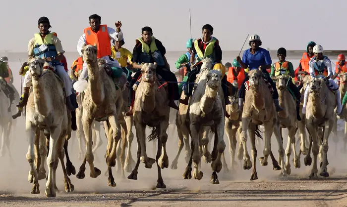 מרוץ גמלים בערב הסעודית