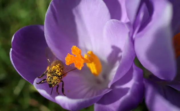 הילדים למדו על האופן שבו דבורים בוחרות בפרחים "בריאים" ונזהרות מפרחים "רעילים"