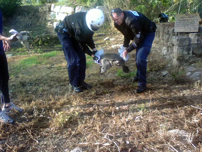 אזרחים ושוטרים מצילים חיי צב מים ענק