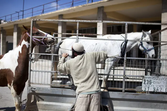 אדם מעלה סוסים על עגלה במתחם הישן של השוק הסיטונאי בשכונת אברהם אבינו, חברון