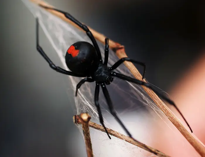 עכבישים ממין אלמנה שחורה לרוב אינם מסוכנים לבני אדם