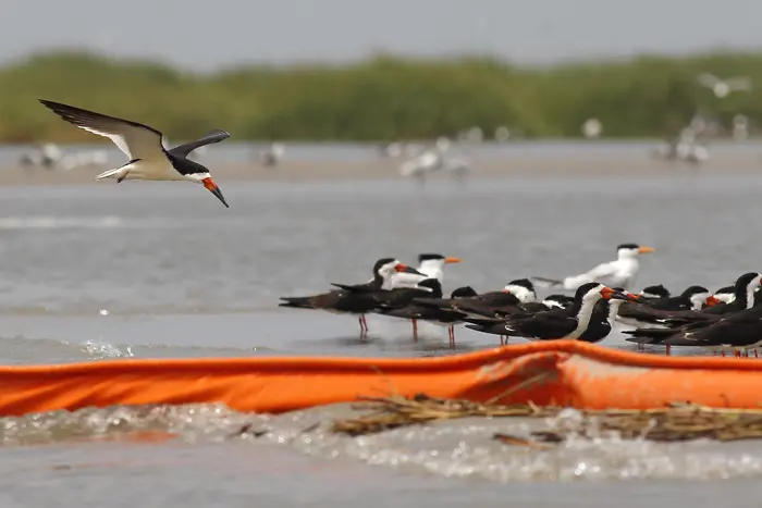 ציפורים מוקפות במחסומי נפט לחופי מפרץ מקסיקו