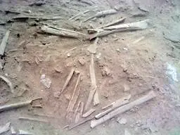 עצמות שנמצאו בקברים בחפירות של רשות העתיקות