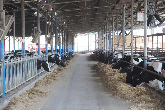 "ישראל מתקדמת ביותר מבחינת ייצור מוצרי חלב". פרות בפרת