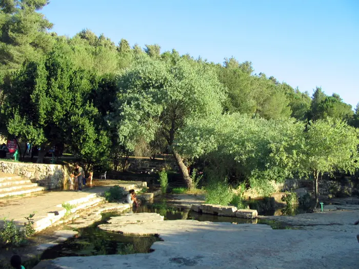 חשיבותה של הריאה הירוקה