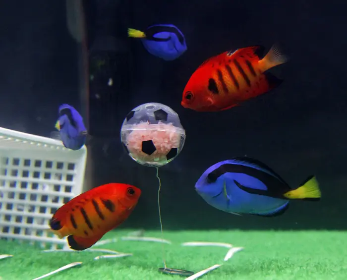דגים משחקים כדורגל לקראת המונדיאל