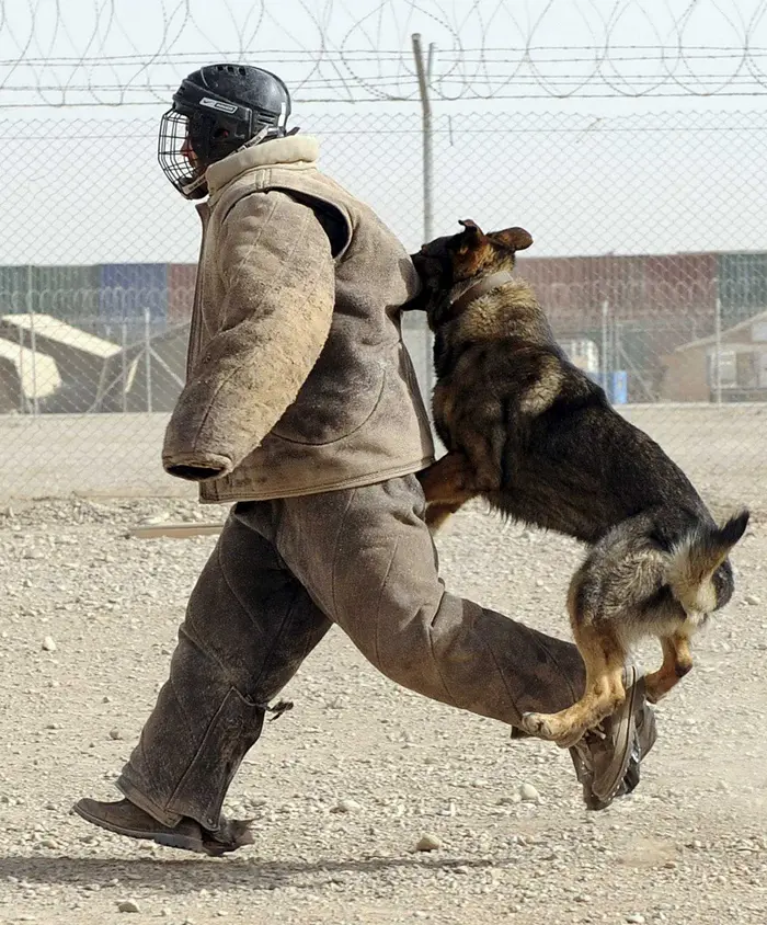 שחקן הכדורגל דיוויד בקהאם משתתף באימון של יחידת הכלבנים הבריטית, במהלך ביקור בבסיסים באפגניסטן, מאי 2010