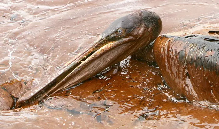 שקנאי מכוסה בנפט עקב דליפת הנפט במפרץ מקסיקו