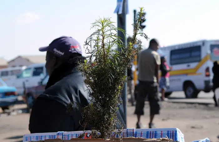 שיח גראס בטמביסה, דרום אפריקה