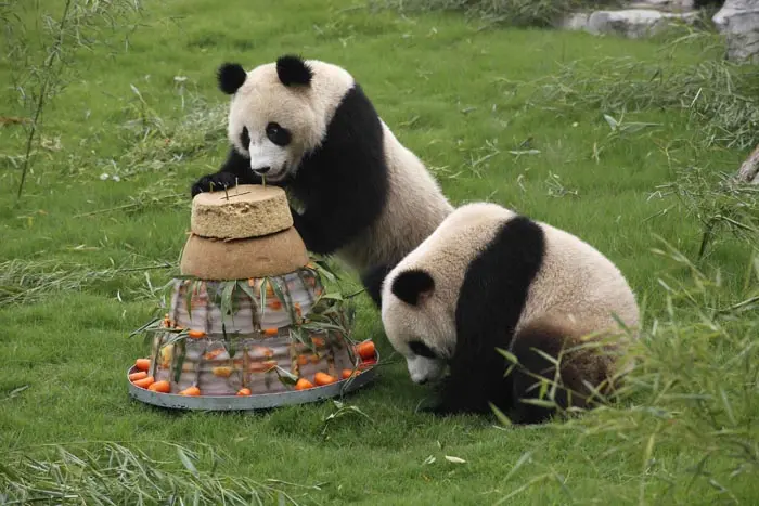 שלוש פנדות סיניות חוגגות את יום ההולדת השני שלהן עם עוגה ופירות