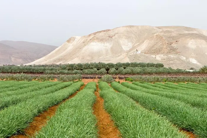 "אין שום ברכה בשמש, יש נזקים גדולים בשל החום הכבד", אמר ראש מועצת בקעת הירדן