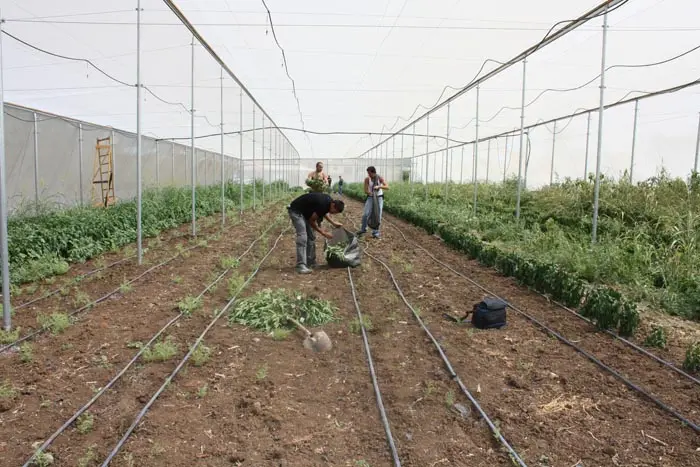 המריחואנה הוסוותה בגידולי הפלפלים