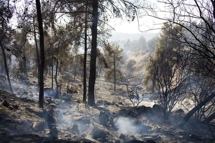 יערני קק"ל ינסו למנוע שריפות