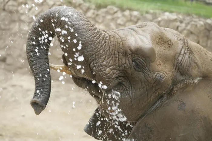 הפילים זוכים למקלחת צוננת מידי יום