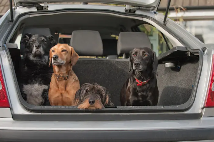 כלבים במכוניות
