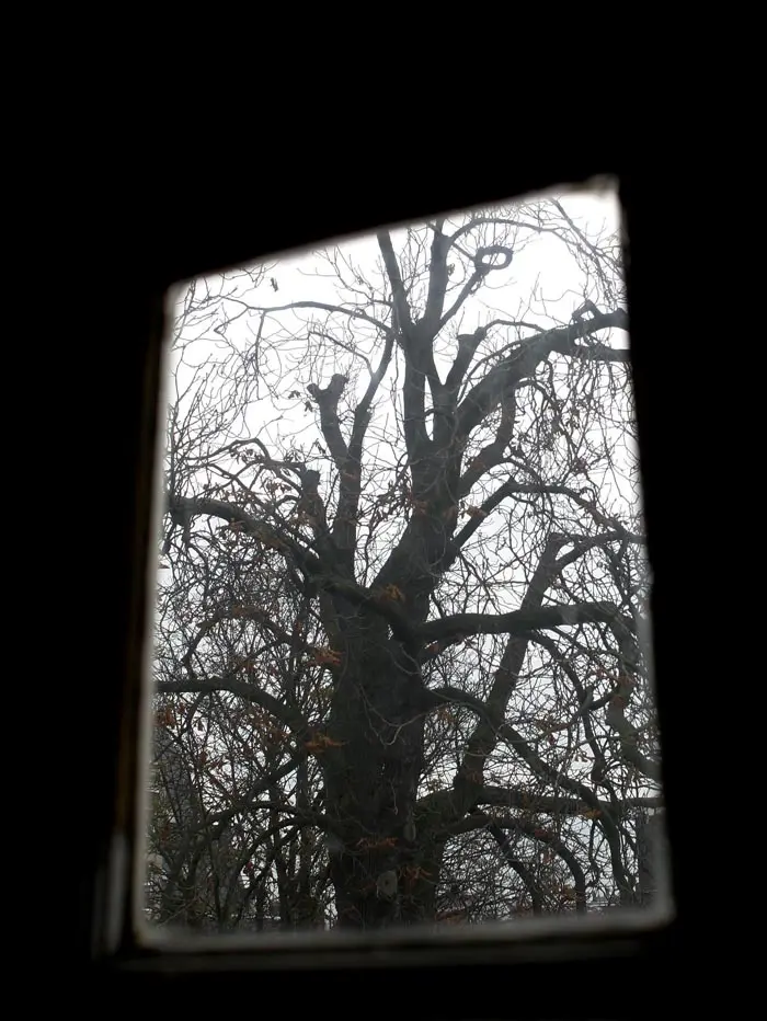 העץ כפי שנראה מעליית הגג