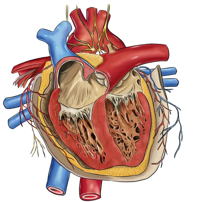 הלב המלאכותי מזריק את הדם במהירות גבוהה לאבי העורקים