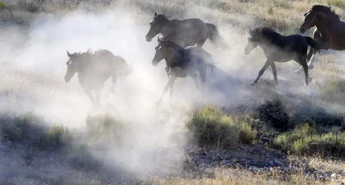 סוסי פרא רצים בהרי קונגר סמוך לגבול יוטה בארצות הברית