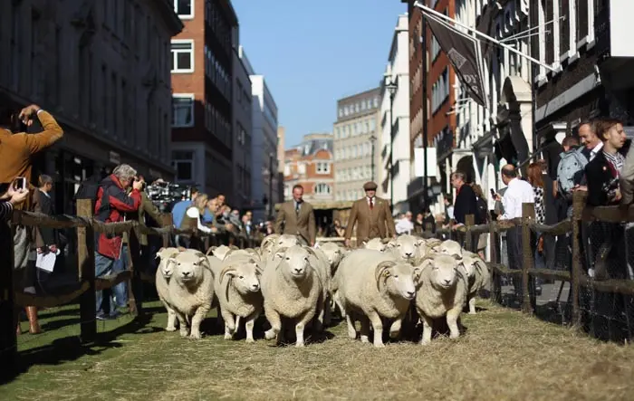 כבשים בלונדון לכבוד שבוע הצמר הלאומי