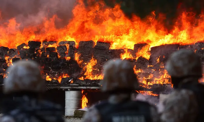 משטרת מקסיקו שרפה  134 טונות מריחואנה שנתפסו
