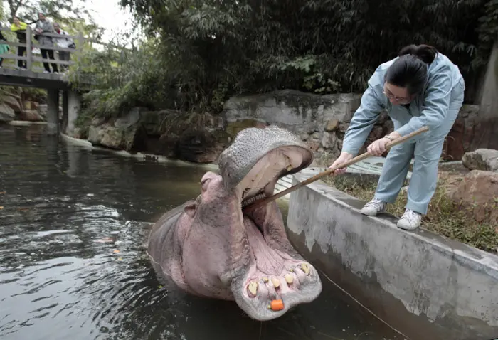 צחצוח שיניים להיפופוטם בגן החיות בשנגחאי