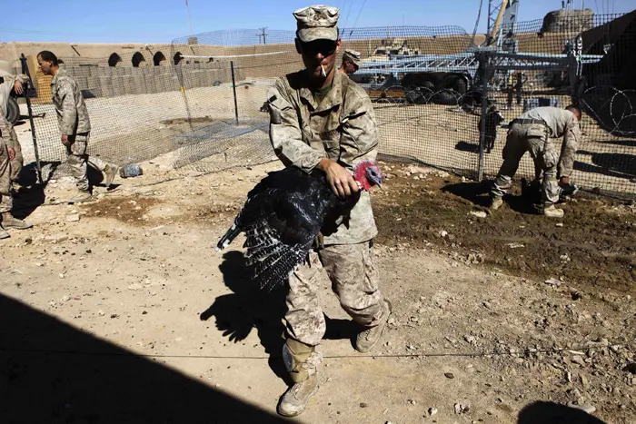 חייל מארינס באפגניסטן תופס תרנגול הודו שיבושל בחג ההודיה