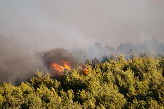 "אסור לחשוב 'לצאת לשטח ולהחזיר את הירוק'". שריפת הענק בכרמל