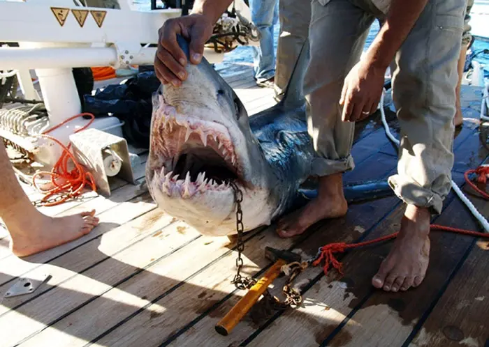 כריש שנתפס ליד חופי שארם א-שייח' בסיני, ולפי החשד תקף ופצע קשה תיירים לפני כן