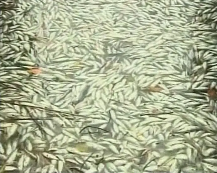 דגים מתים באזור פרנגואה
