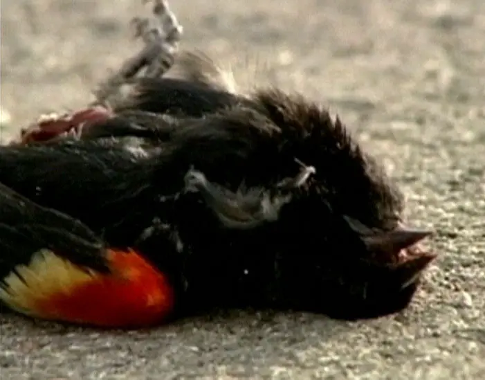 ציפור מתה שנמצאה במדינת לואיזיאנה בארה"ב 