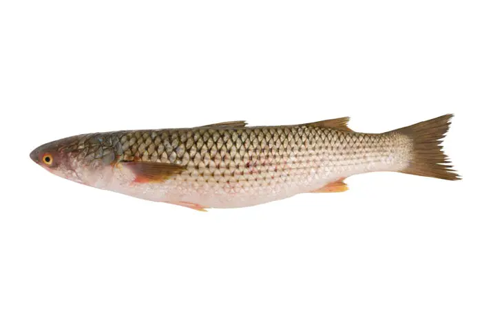 השיטה שונתה כי בעבר הדגים לא שרדו את המעבר מהים התיכון לכינרת. דג בורי