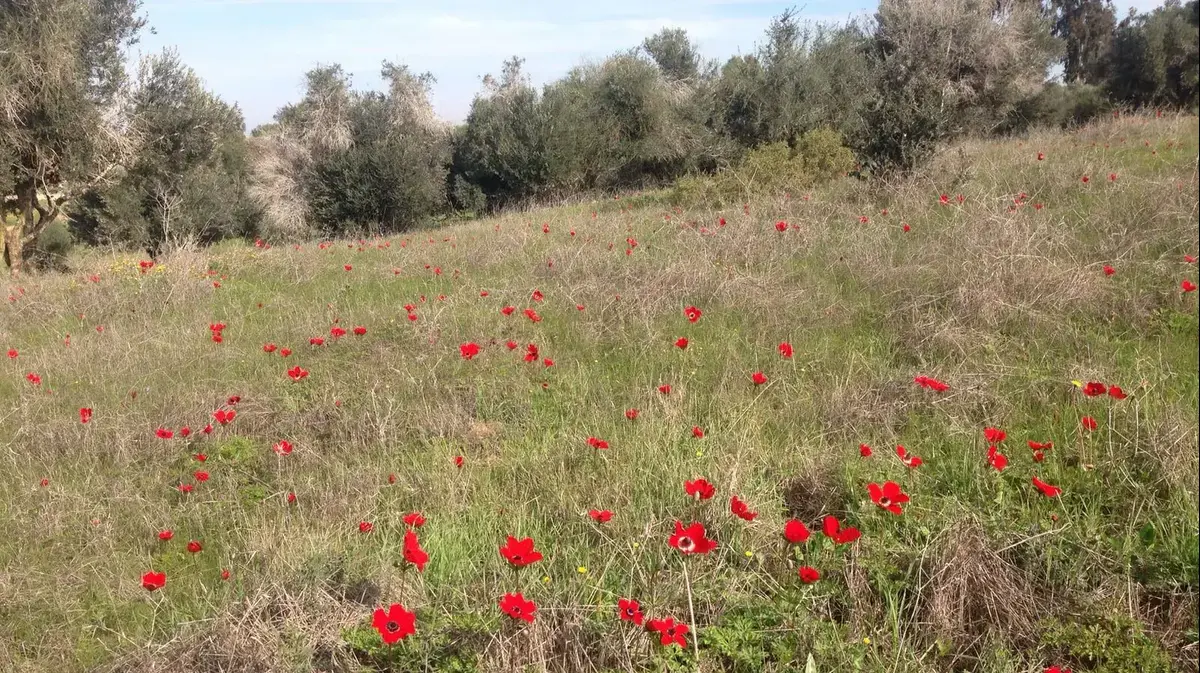 תו 8: צו השעה לוועדי עובדים וסמנכ