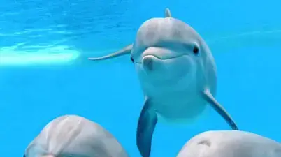 הם יודעים לדבר: שיחות מלאות בין דולפינים הוקלטו לראשונה - וואלה! חדשות