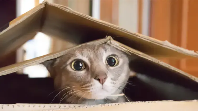 Почему коты любят коробки - Zahav.ru Салат