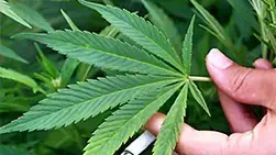 Последствия отказа курения марихуаны бесплатно семена конопли