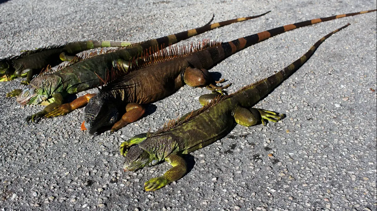 Cold Out There Iguanas Falling From The Trees In Florida Walla! news