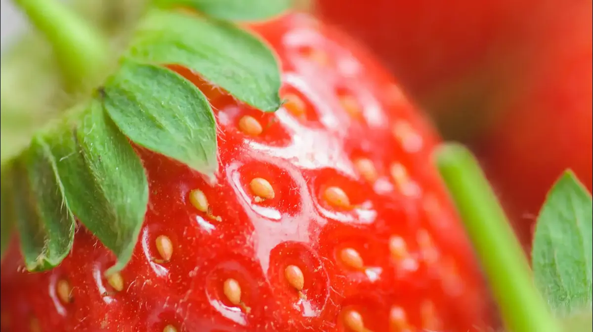 The yellow dots on strawberries are not seeds and strawberry is not fruit at all voila! food