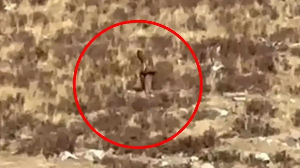 The Clearest Footage Ever Of "Bigfoot" Walking Around In Awe-inspiring ...