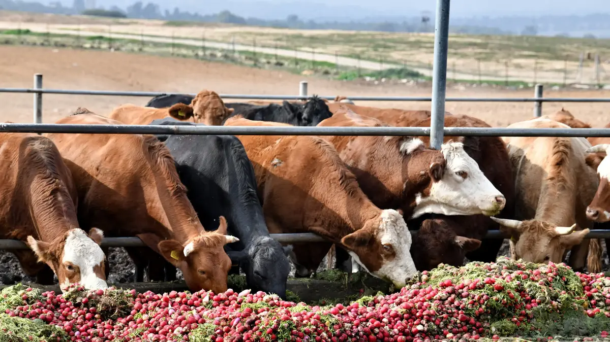 מנהלי הרפתות בעוטף נגד סמוטריץ': 