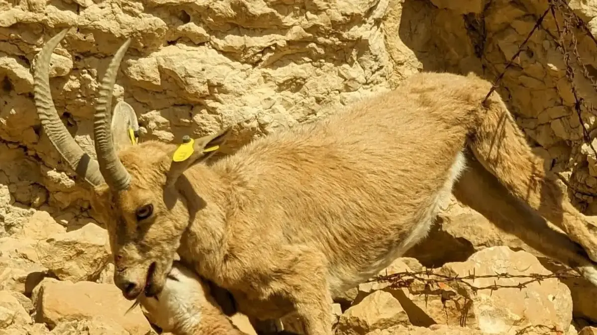 Special documentation: Caracal attacks a ibex caught in a fence in the