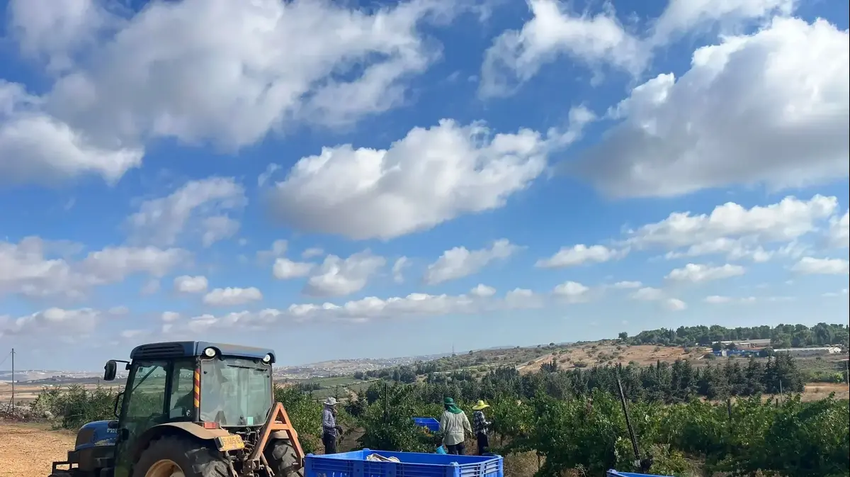 תבור: המסע המרגש של היקב הפופולרי בצל המלחמה - וואלה אוכל