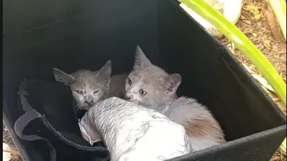 בין הלהבות: לוחמי האש פרצו לדירה הבוערת - וחילצו 11 חתולים