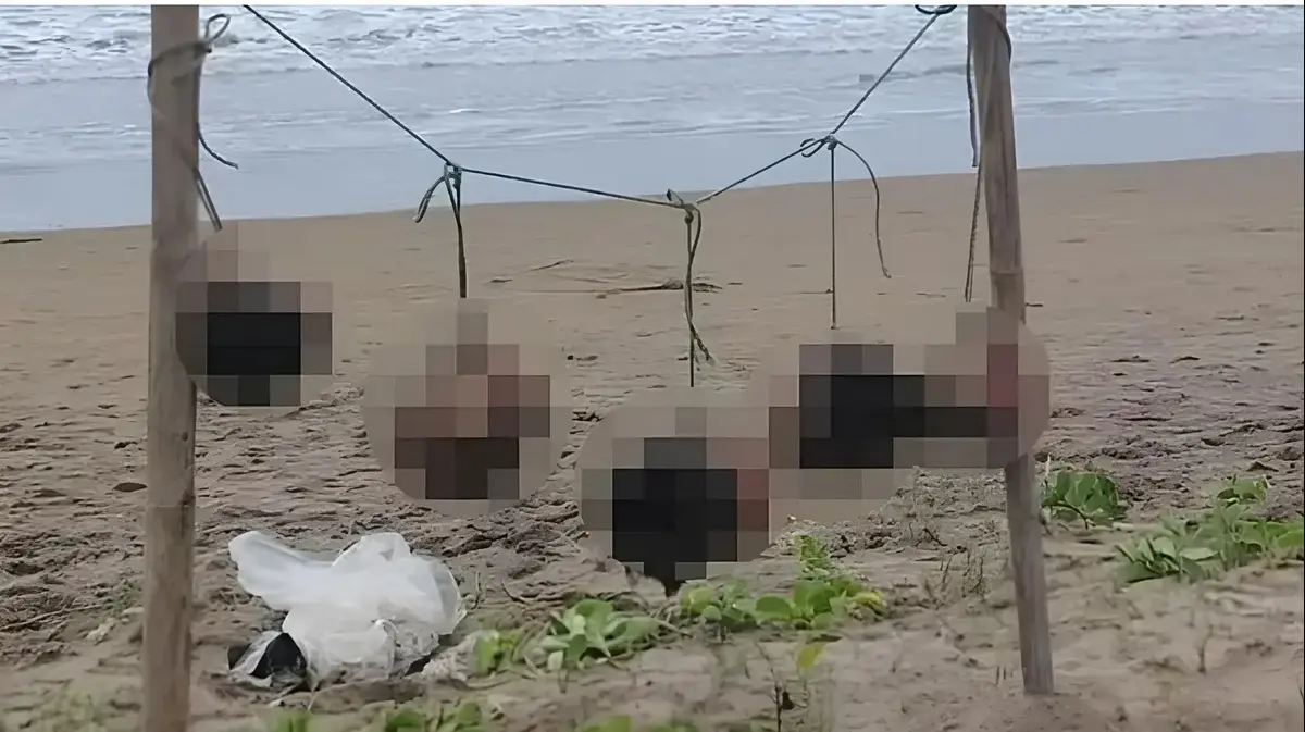 זעזוע באקוודור: 5 ראשים כרותים נתלו לראווה בחוף תיירותי